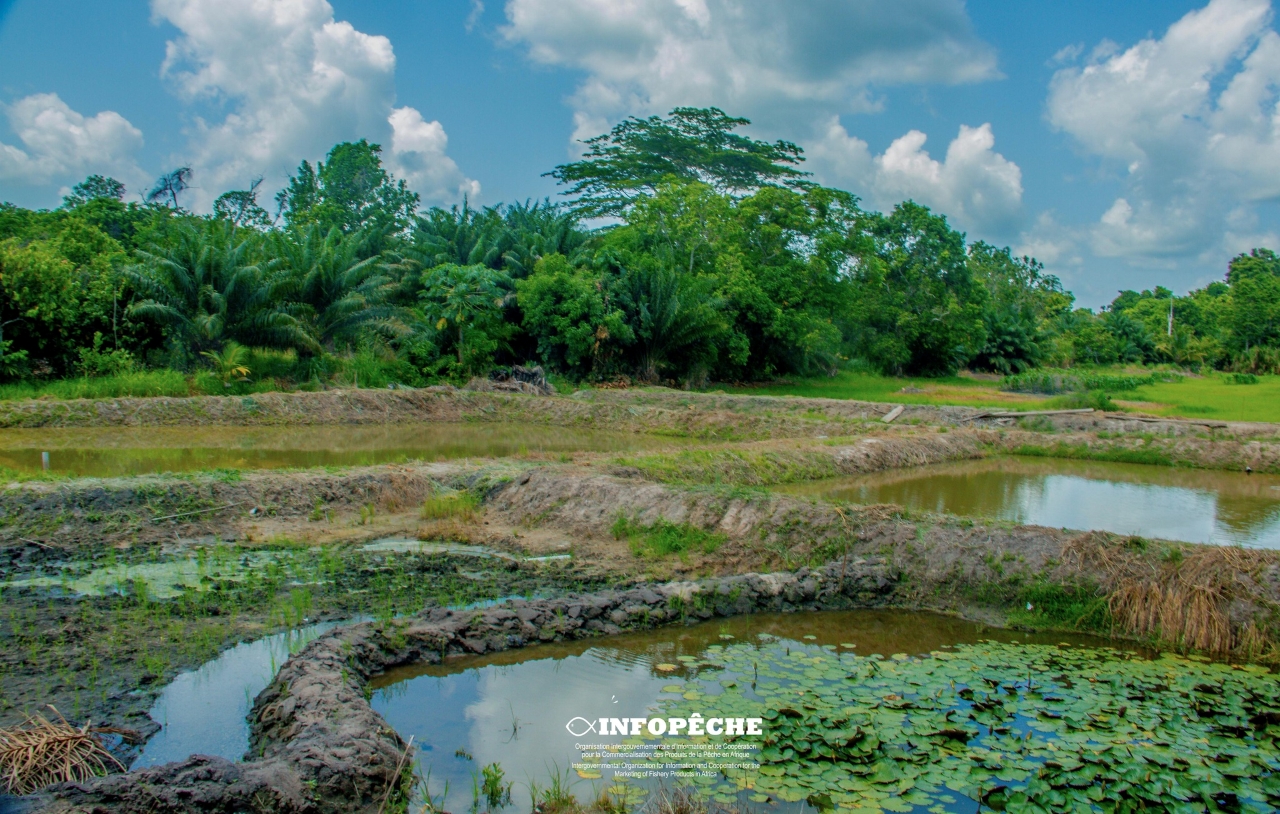 PRECCINOV : La rizipisciculture, une alliance innovante entre le riz et le poisson au service des producteurs.